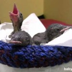 baby-birds-in-knitted-nest-WildCare