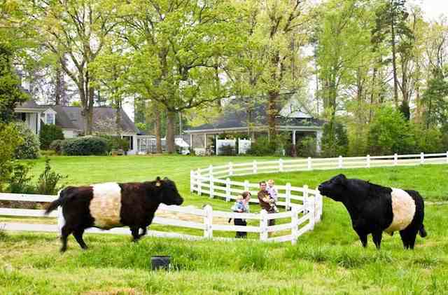 fearrington-belted-galloway-cow-with-family