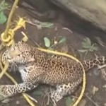 leopard-snare-rescue-ITVvideo