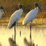 wood-storks-at-sunrise-Andrea_Westmoreland-CC