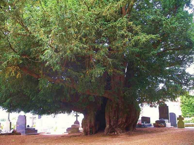 5,000 Years Old Ancient Yew Tree Identified In Wales Good News Network