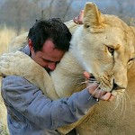 Lion-whisperer-Kevin-Richardson-Globovision-CC-flickr