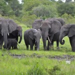 African-Elephant-herd-CC-VaughanLeiberum