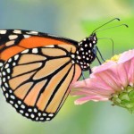 monarch-butterfly-Peter_Miller-CC
