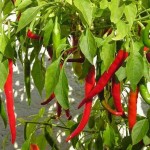 cayenne-pepper-plant-cc-Maja-Dumat