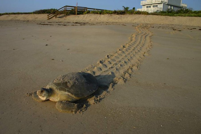 Another Record Year for Sea Turtles in Florida - Good News Network