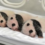 panda-triplets-release-Guangzhou-s_Chimelong_Safari_Park