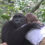 gorilla-hug-Tansy-Aspinall-Foundation-YoutubeGrab