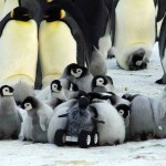 penguin-science-rover-Le_Maho-research-in-NatureMethods