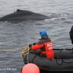 Humpback calf rescued-CSS:NOAA