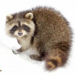 raccoon-in-snow-LoriTaggart-submitted