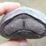 galapagos-baby-tortoise-James Gibbs