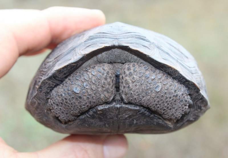 galapagos-baby-tortoise-James Gibbs