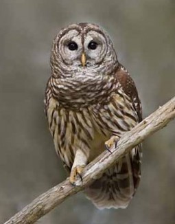 Squirt-Educational Barred Owl-ThunderEagleWildlife