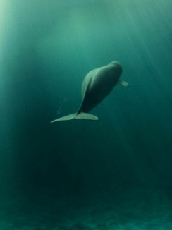 finless porpoise-WWF-KentTruog-verticle