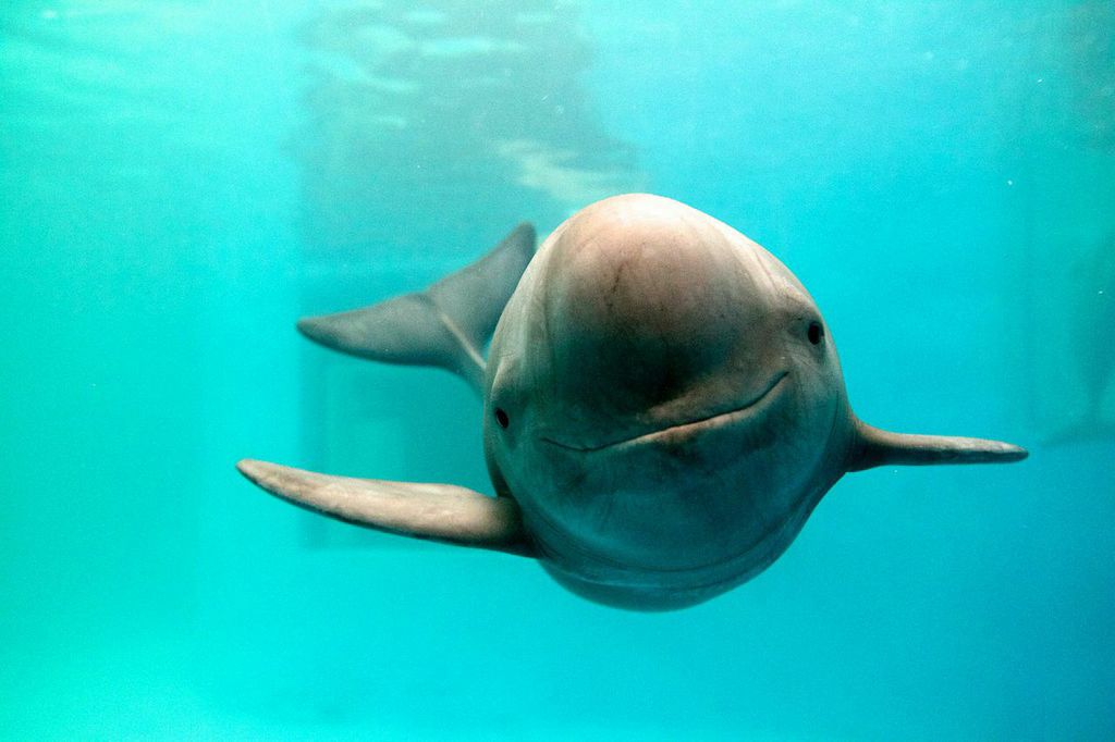finless-porpoise-WWF-KentTruog.jpg