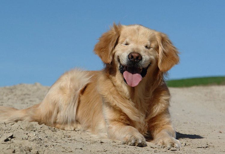 “Smiley” Dog Born Without Eyes Serves as Beacon for Disabled – Joanne George, FB