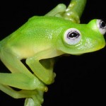 CRARC-released-diane-bare-hearted-glassfrog-costa-rica-3