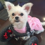 Lexi rescue dog-wheels-poshpets-rescue