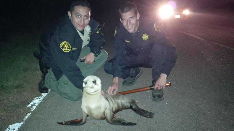Sealion with sheriff deputies-Mendocino County Sheriff