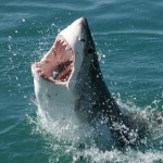 Shark-in-water-travelbagltd