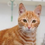 Sinbad-cat-JustGivingDotCom