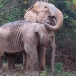 elephant-mom-and-baby-ENP