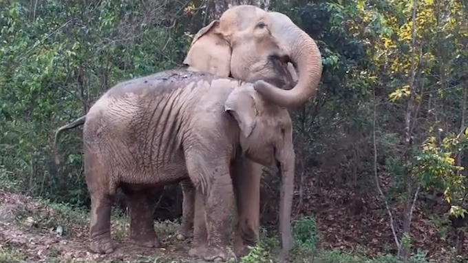 After Years Apart, Watch This Mother Elephant Reunite With Her Baby - Good  News Network