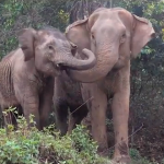 elephant-mom-baby-reunion-ENPark