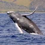 humpback whale_noaa