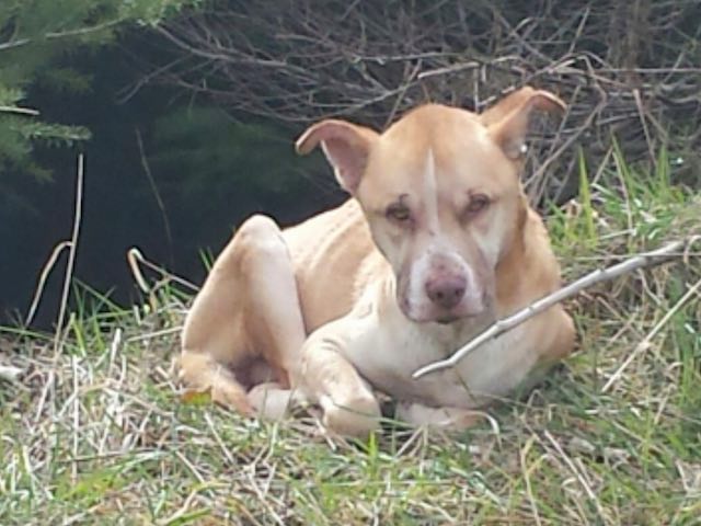 starving dog rescued in WA-AmandaGuarascio-FB