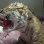 tiger-cub-triplet-ColumbusZooTyoutube