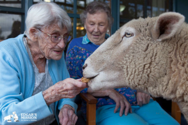 Nursing Home Farm Visit Feeding Edgars Mission permission