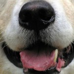 dog-nose-cancer-Photo-Credit-ItsGreg-CC-750px