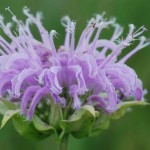 Bergaomot-flower-CC-Joshua-Mayer