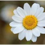 Chamomile-flower-CC-Jean-Jacques-Boujot