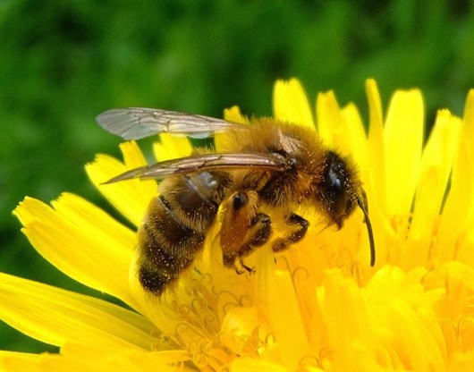 Gardening Giant Ortho to Drop Chemicals Linked to Bee Deaths - Good ...