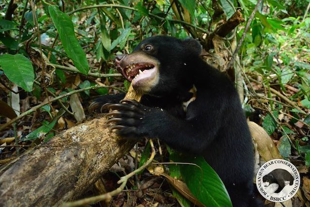 Kala-Sun-Bear-Facebook-Bornean Sun Bear Conservation Centre4