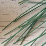 cedar-needles-pine-CC