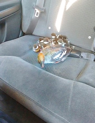 ducks-ducklings-in-backseat-familyphoto-Urga Adunga