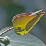 eucalyptus-bud-CC-Pam Link