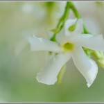 jasmine flower-CC-tdlucas5000