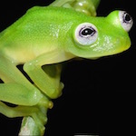 kermit-frog-lookalike-discovered-diane-bare-hearted-glassfrog-costa-rica (1)