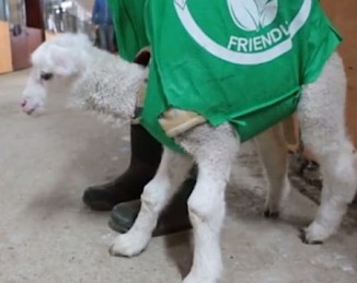 lamb-in-tote-bag-edgars-mission-video