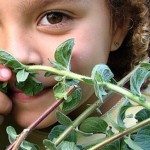 marjoram-smell-nose-scent-CC-whirledkid-326px