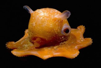 octopus-adoriblis-octopus-black-Monterey Bay Aquarium Research Institute