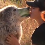 wolf-therapy-featured-WolfConnectionVideo