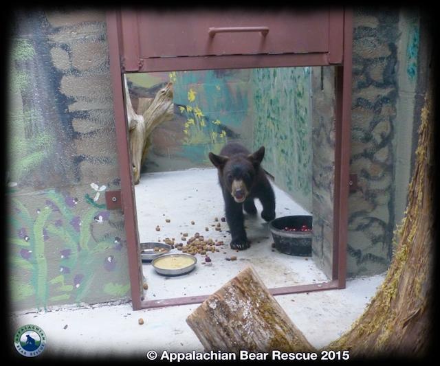 Noli Bear Appalachian Bear Rescue Facebook