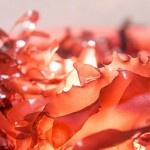 OSU dulse seaweed bacon -OSU release