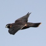 Peregrine falcon CC Frankzed